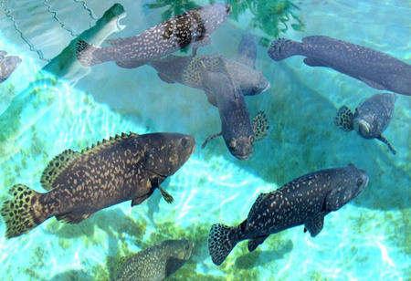 Oceanloop Secures $ 44.5Million to Scale Land-Based Aquaculture